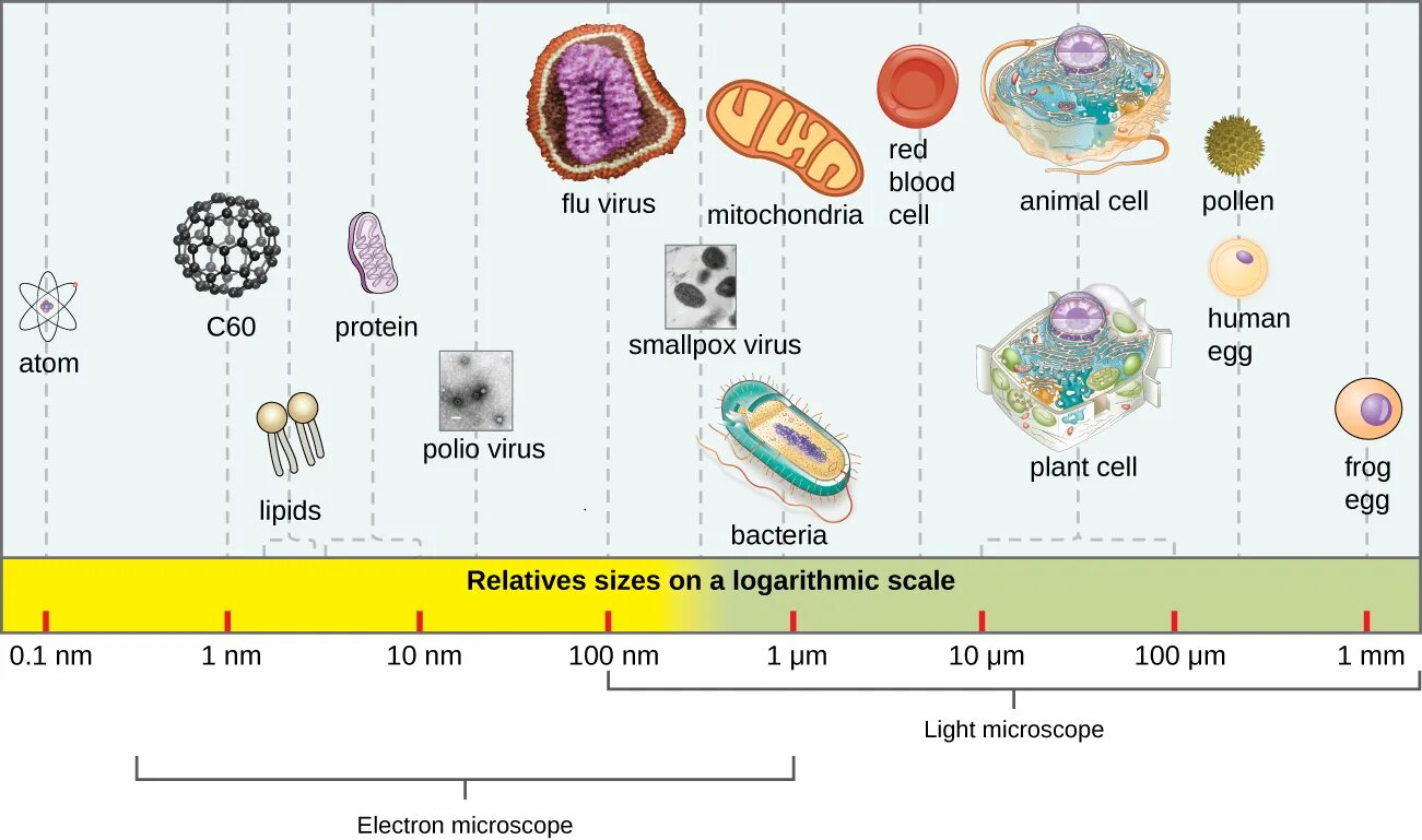 Cell virus. Размеры вирусов. Размер вируса и бактерии сравнение. Размер клетки и вируса сравнение. Размеры клеток.
