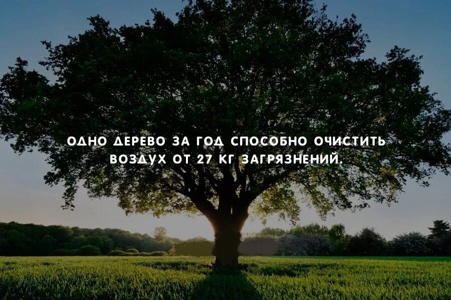 Деревья очищают воздух. Очистка воздуха деревьями. Деревья полезные для воздуха. Лес очищает воздух. Деревья лучше очищающие воздух