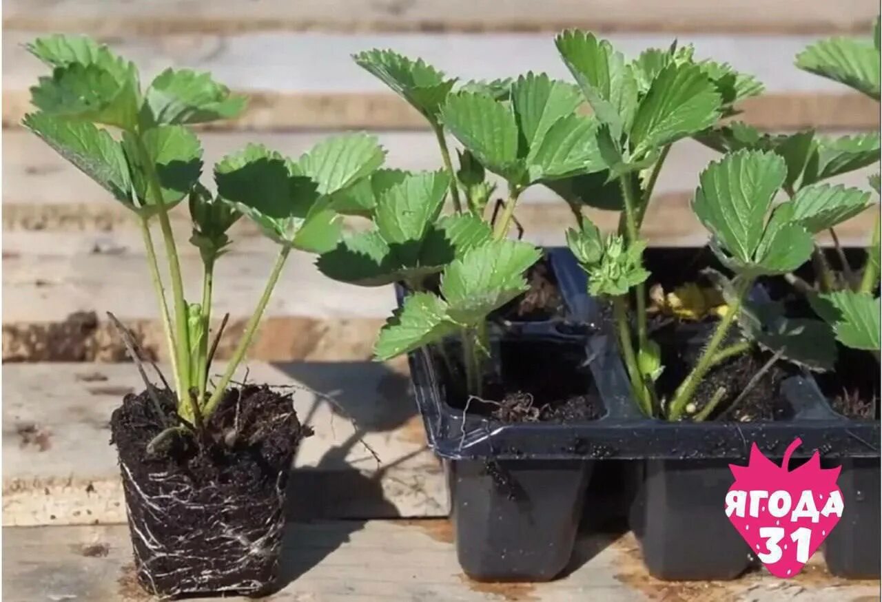 Саженцы клубники ремонтантной. Где рассаду клубники. Где рассаду клубники. Клубника монтерей. Всходы клубники.