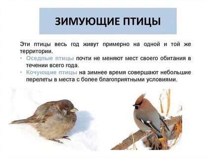 Синица перелетная или оседлая