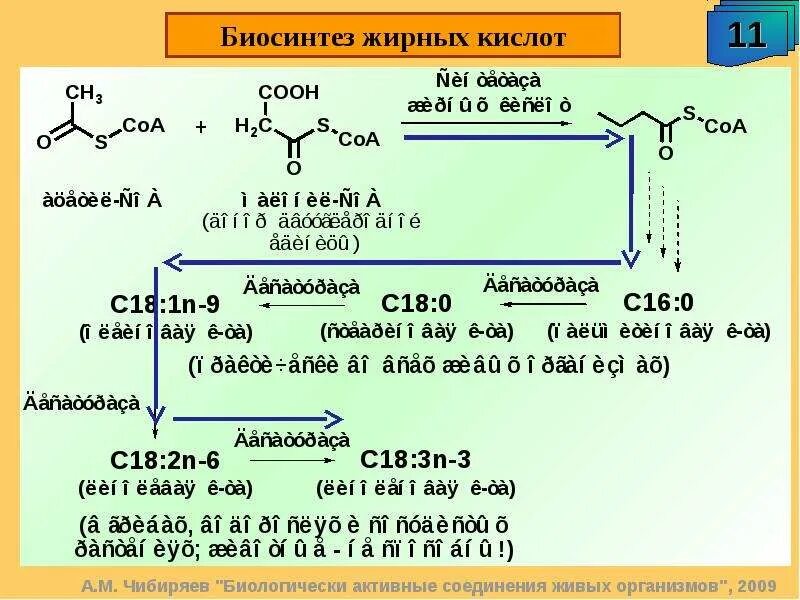Синтез пальмитиновой. Синтез жирных кислот схема. Биосинтез жирных кислот схема. Синтез жирных кислот биохимия схема. Этапы синтеза жирных кислот.