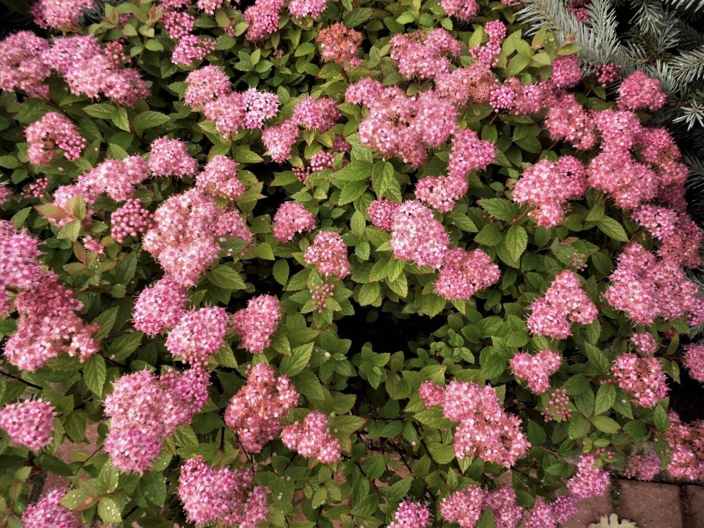 Спирея японская little Princess. Спирея японская Литтл принцесс. Спирея японская (Spiraea japonica) 'Литл принцесс'. Спирея японская Manon. Литл принцесс купить