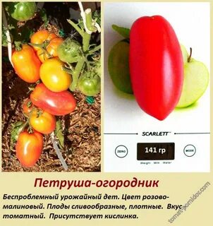 Томат петрушка