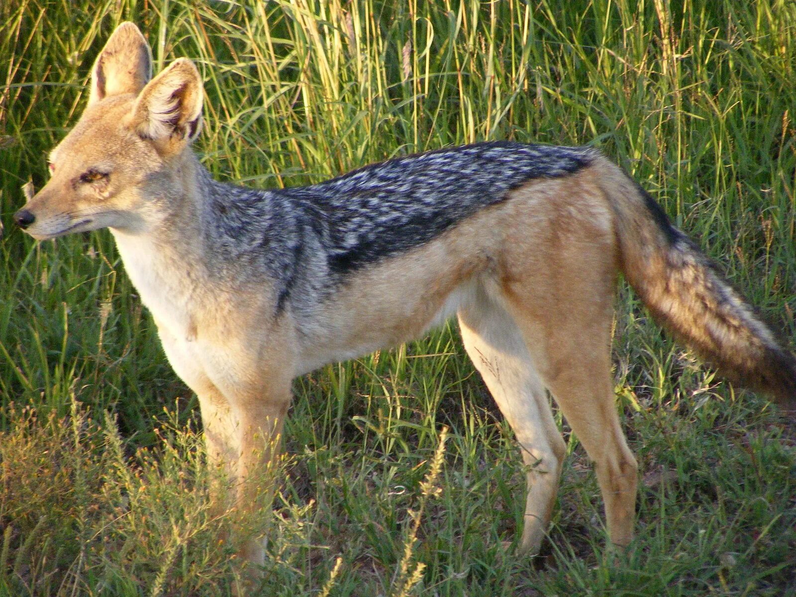 Как выглядят шакалы фото. Шакал чепрачный (canis mesomelas). Карликовый Шакал. Щенки чепрачного шакала. Золотой Шакал.