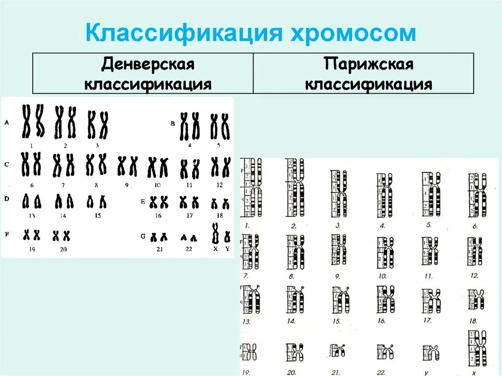 Кариотип человека определяют. Денверская классификация хромосом метод окрашивания. Парижская классификация хромосом. Кариотип человека классификация хромосом человека. Классификация хромосом в кариотипе человека.