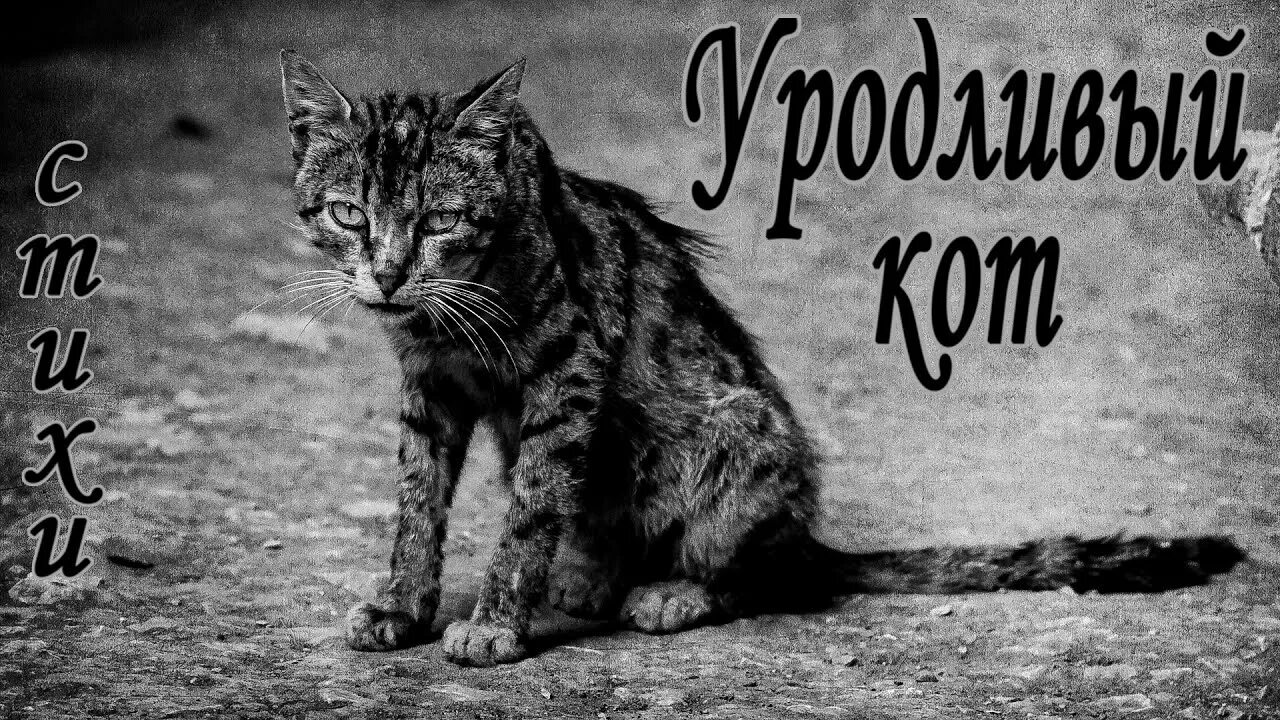 Это был просто уродливый кот микротема 2. Стих про кота грустный уродливый кот.