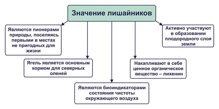 Схема значение лишайников. Лишайники в природе и жизни человека. Значение лишайников в природе и жизни человека. Значение лишайников в природе и жизни человека схема.