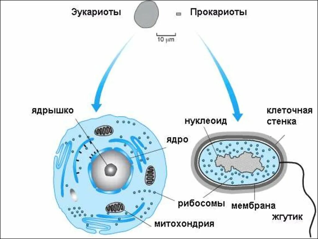 Клетки прокариот и эукариот. Строение эукариотической клетки и прокариотической клетки. Строение прокариотической и эукариотической клеток. Прокариоты и эукариоты. Организации эукариотической клетки