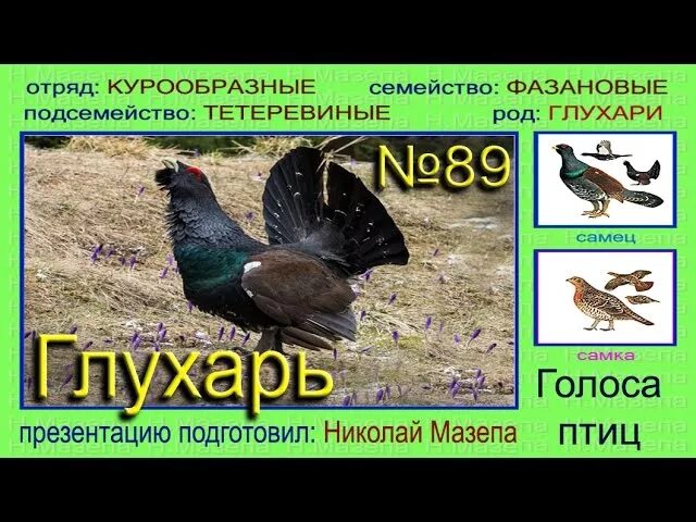 Глухарь и глухарка. Глухарь токует. Голос глухаря. Голос глухаря. Глухари на токовище.