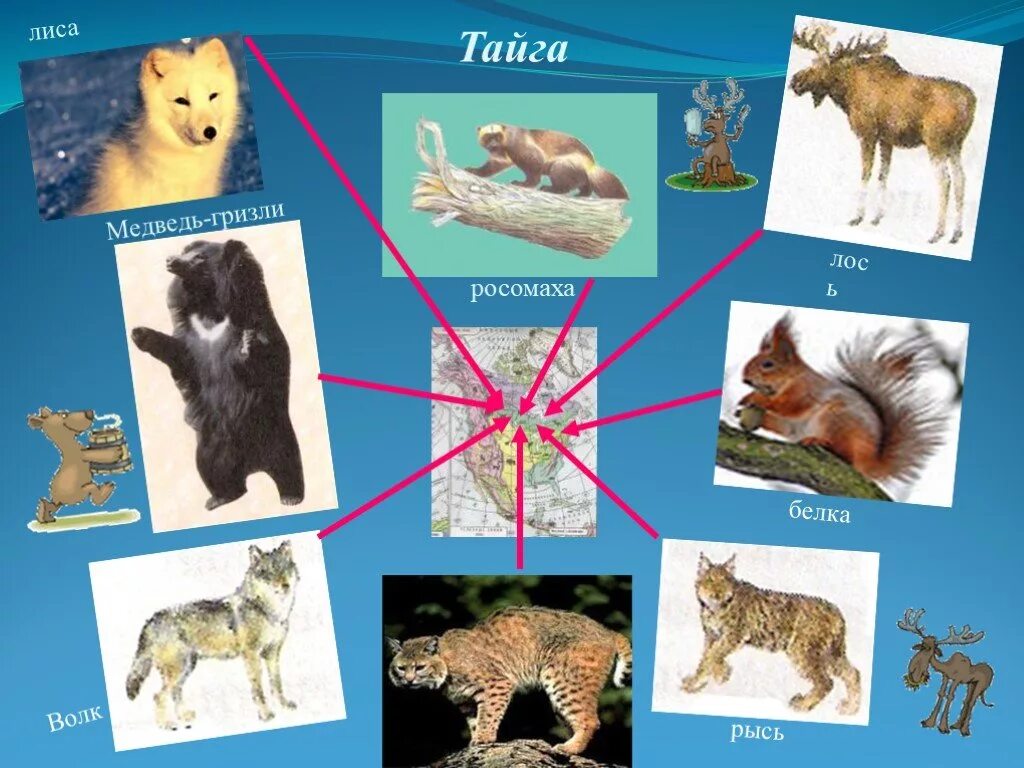 Животные тайги Северной Америки. Северная Америка Тайга живот. Животный мир тайги в Северной Америке. Тайга Северной Америки животные и растения. Лось белка рысь