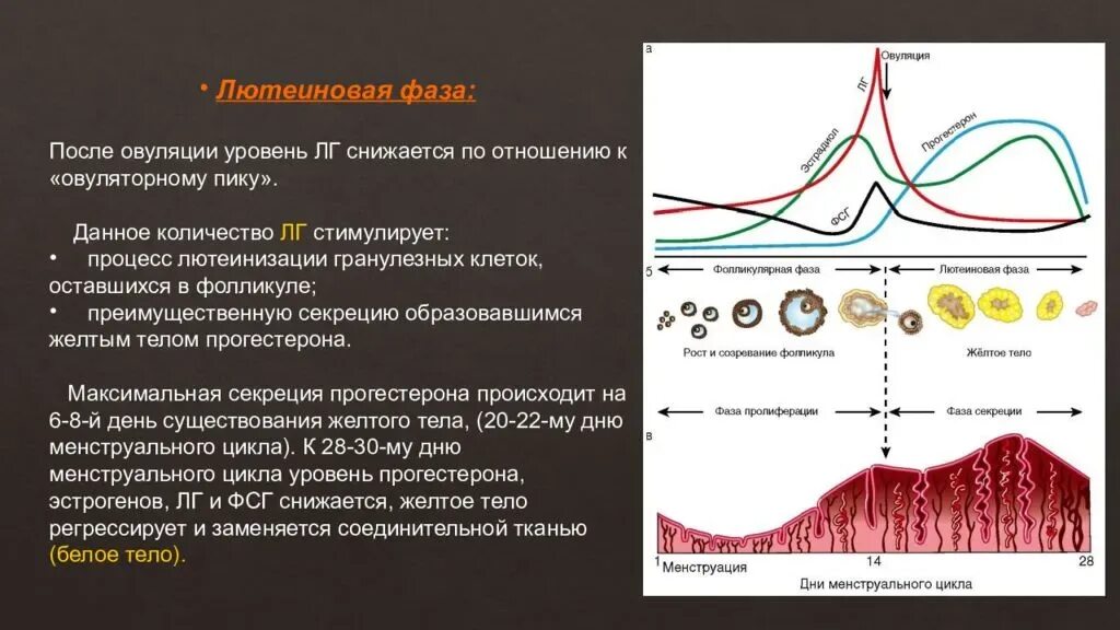 Овуляция что происходит с женщиной. Яичниковая фаза менструационного цикла. Фазы менструационного цикла физиология. Физиология менструационного цикла яичниковый цикл. Фазы менструационного цикла фолликулярная овуляторная лютеиновая.