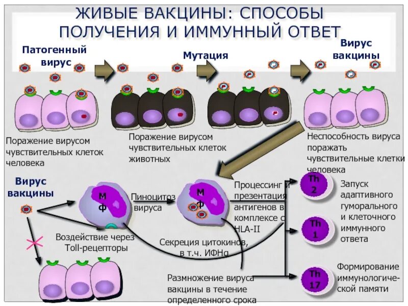 Живыми вакцинами являются. Способы получения живых вакцин микробиология. Иммунный ответ на живые вакцины. Живые вакцины способы получения и иммунный ответ. Положительные стороны живых вакцин.