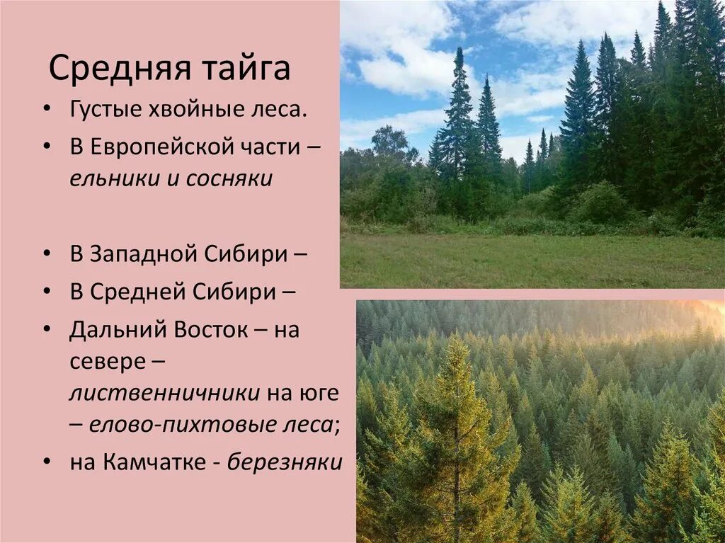 Различия природы европейской части россии и сибири. Средняя Тайга. Северная и средняя Тайга. Европейская Тайга. Тайга европейской части.