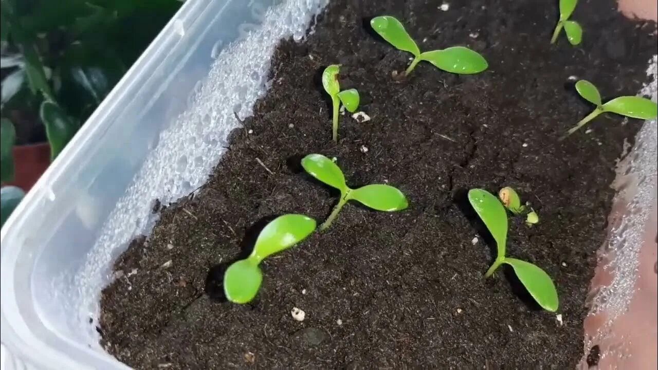 Остеоспермум прищипка. Остеоспермум пикировка рассады. Рассада остеоспермум рассада. Остеоспермум ростки. Остеоспермум пикировка.