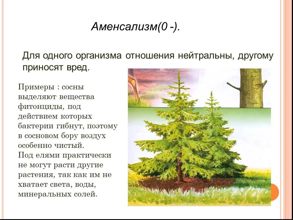 Какие отношения складываются между сосной и шиповником. Биотические отношения аменсализм. Биотическое взаимоотношение аменсализм. Тип взаимодействия аменсализм. Вредно нейтральные аменсализм.