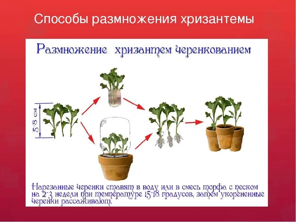 Хризантемы как черенковать в домашних условиях. Черенкование мультифлоры хризантемы. Размножение хризантемы делением куста. Хризантема укоренение черенков. Хризантема размножение отводками.