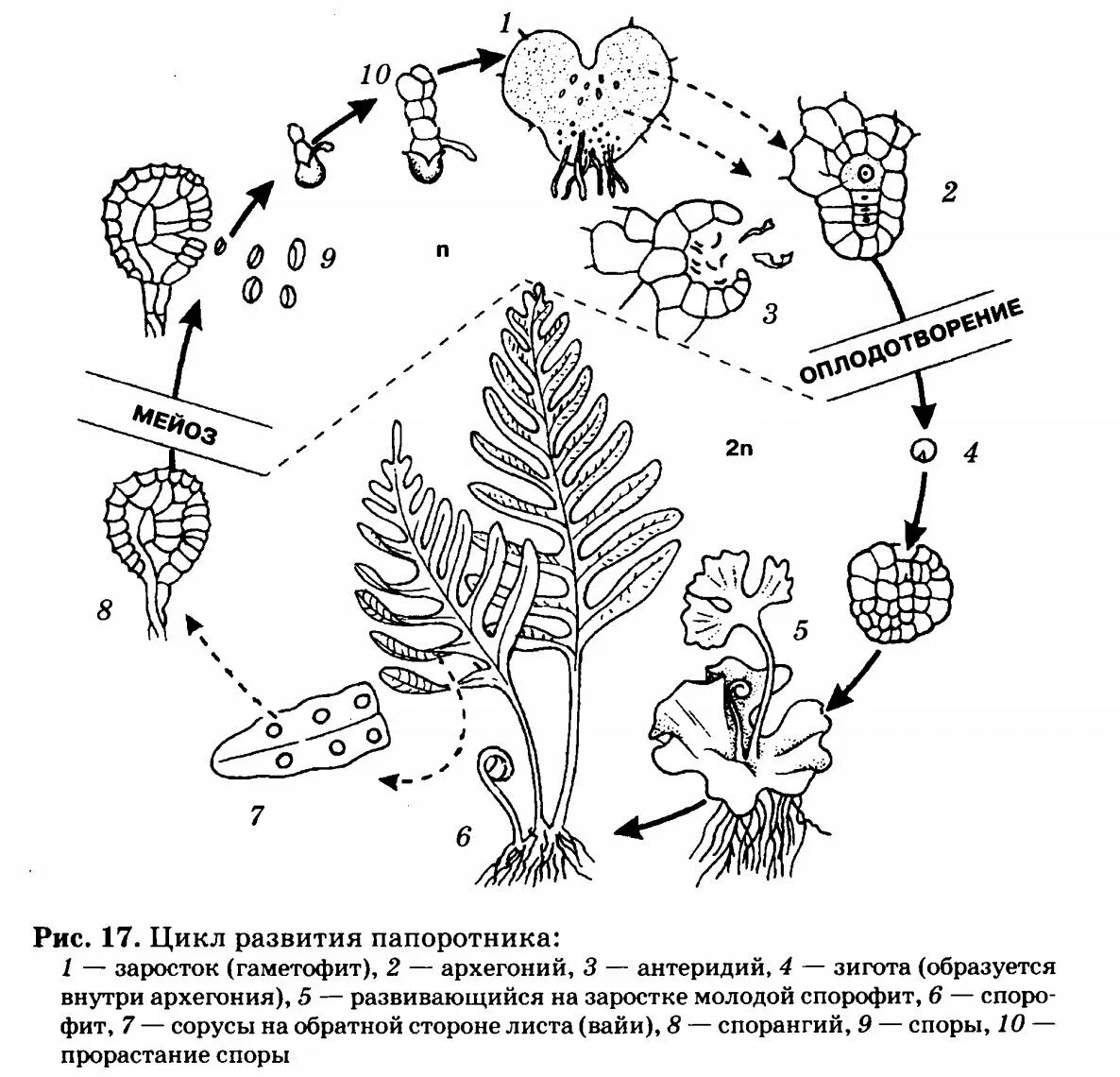 Папоротниковидные спорофит. Жизненный цикл щитовника мужского схема. Жизненный цикл папоротника схема. Цикл размножения папоротников схема. Схема развития и размножения папоротника.