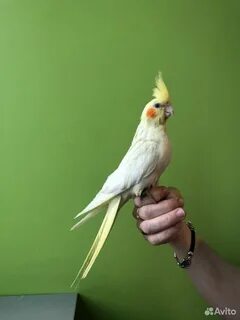 Корелла отзывы