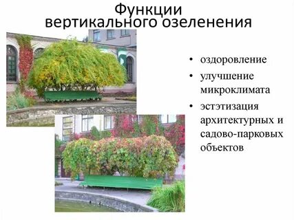 Описание озеленения