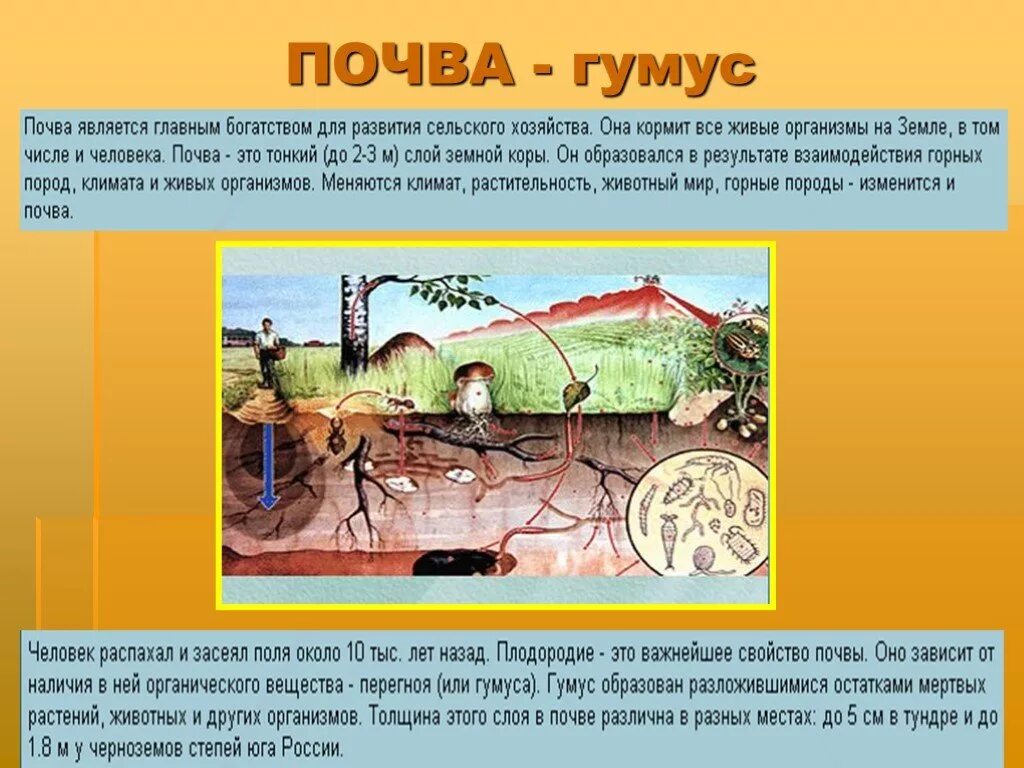 Что такое гумус в географии. Почвенный гумус. что такое гумус почвы. гумус это кратко. гумус образуется.