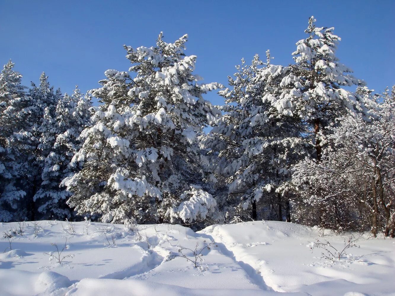 Родной край зимой. Зимние пейзажи Забайкалья. Зимняя природа тульского края. Зимний лес Пенза. Забайкалье зимой.