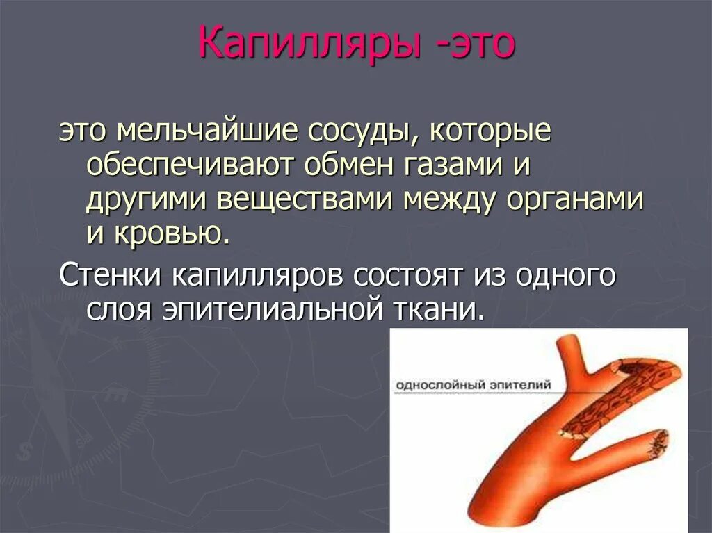 Капилляр (биология). Капеляры