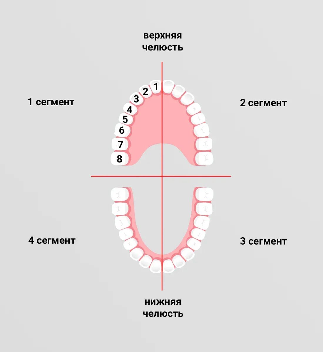 3 5 8 зуб. Нумерация зубов в стоматологии схема у взрослых. Зубная формула человека схема. Зубная формула верхней челюсти. Зубная формула в стоматологии сегменты.