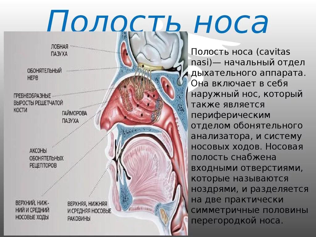 Носовые полости функции органа. Полость носа. Полость носа строение. Нос и носовая полость. Полость носа анатомия человека.