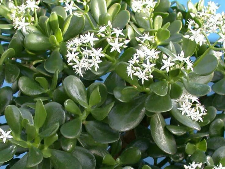 Top 10 Indoor Plants For Vancouver's Climate Crassula ovata, Indoor plants, Plan