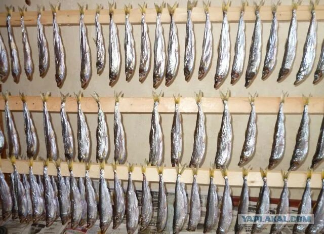 Самодельная сушилка для рыбы. Сушилка для корюшки. Сушка корюшки. Корюшка вяленая. Охотоморская корюшка зубатка.