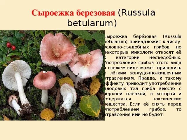 Гриб сыроежка фото и описание Сыроежка зелено-красная описание, где растет, похожие виды, фото
