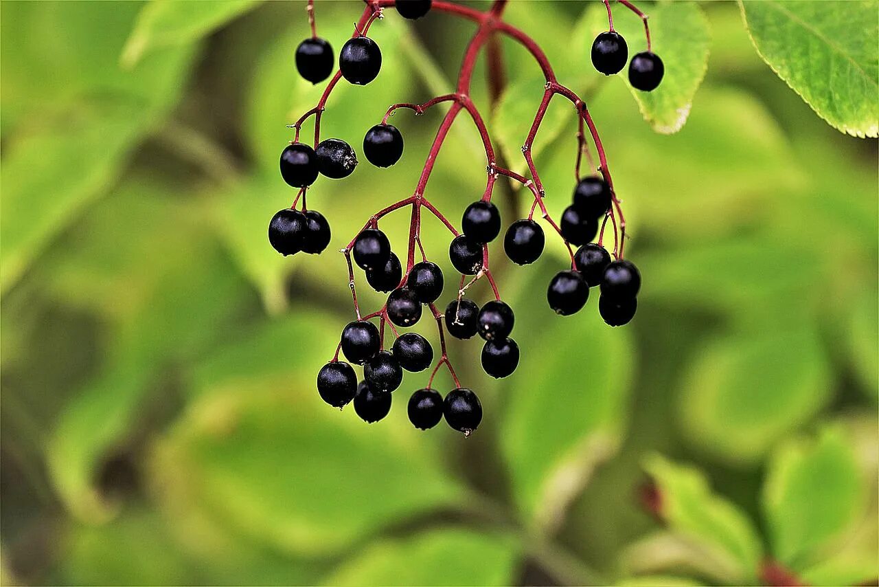 Ягоды черемухи. Black Elderberry ягода. Elderberry черемуха. Elderberry Tree (Sambucus nigra). Черёмуха ягоды и Бузина.