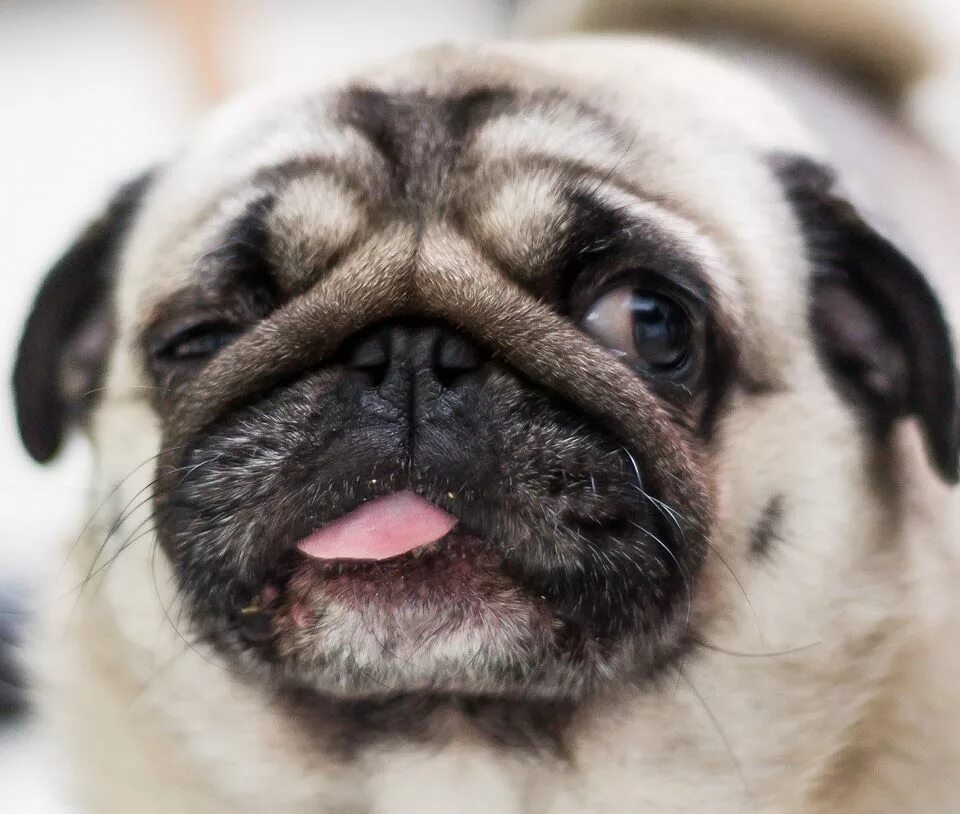 грозный мопс. мопс европейский. терьерный мопс. бойцовский мопс. смешные мопсы видео.