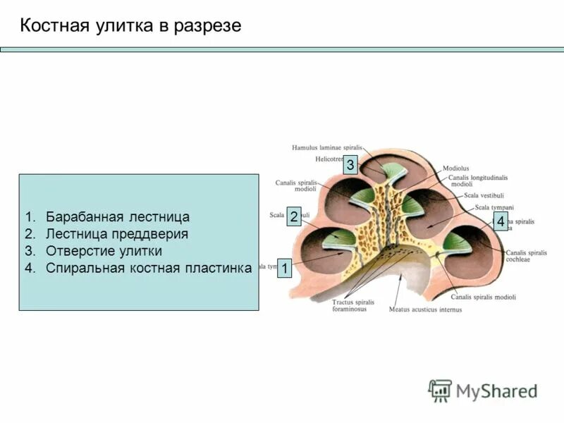 Костная улитка внутреннего уха. Строение костной улитки анатомия. Барабанная лестница и улитковый проток. Улитка костный стержень внутреннего уха.