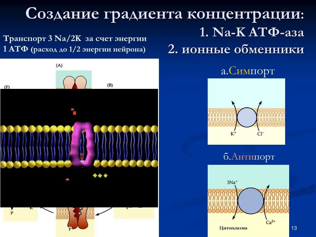 Происходит синтез атф за счет энергии электрохимического. Активный транспорт против градиента концентрации. По и против градиента концентрации. Градиент концентрации физиология. По градиенту концентрации это.