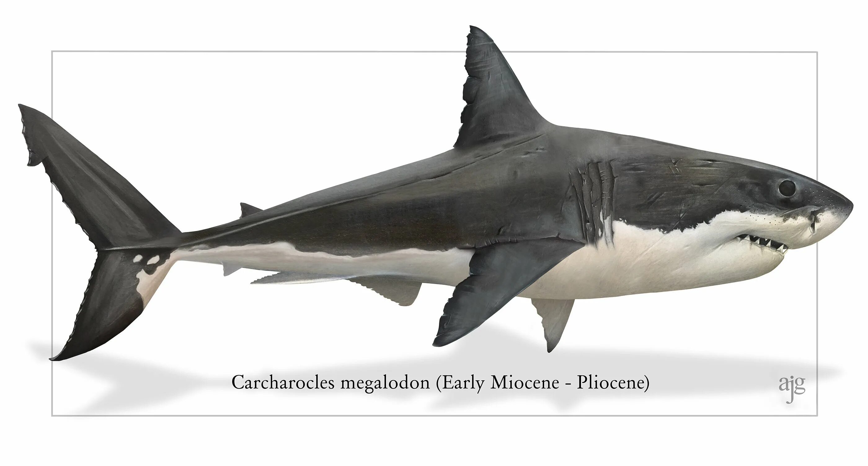 Какой длины акула. Кархародон МЕГАЛОДОН. Отодус МЕГАЛОДОН. Большая белая акула кархародон. Большая белая акула (Carcharodon carcharias).