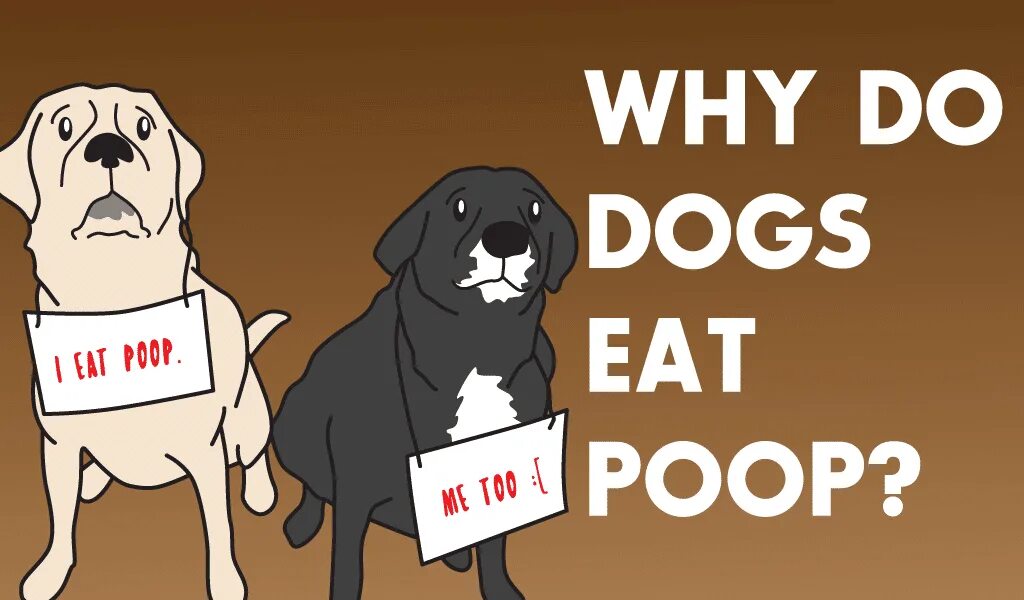 Dog eat Dog идиома. Why does Dog. Does Dogs или do Dogs. Dogs eat перевод на русский