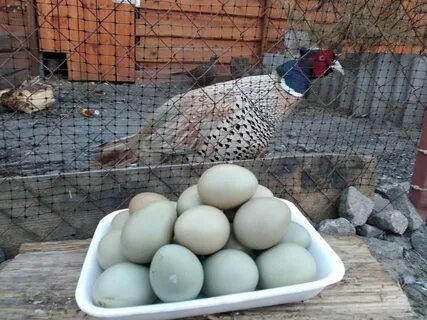 Сколько фазан сидит на яйцах дней