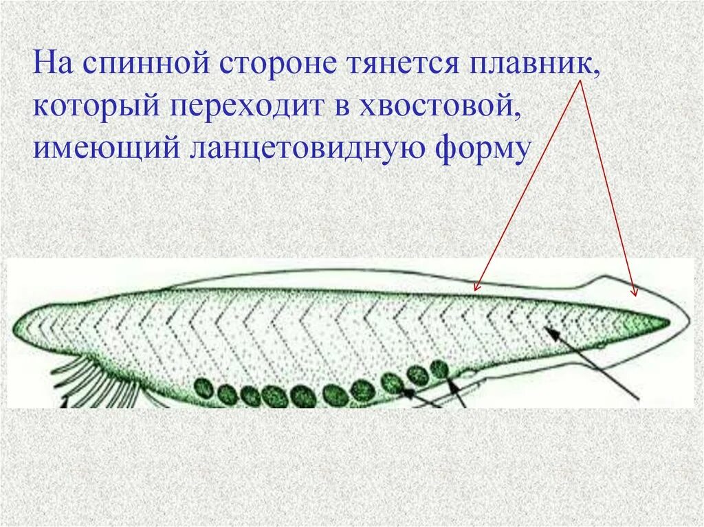 Хвостовой плавник. Ланцетовидный. Ланцетовидная форма. Спинной плавник с левой стороны.