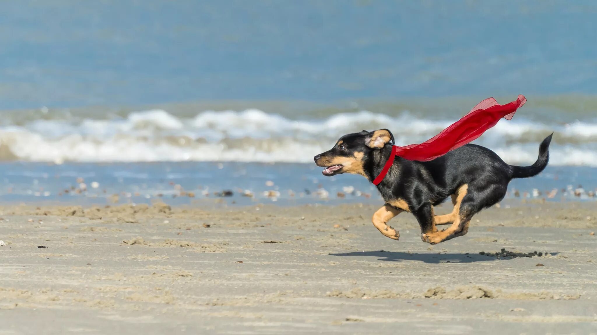 Убежал щенок. Собака бежит. Щенок бежит. Собака на пляже. Собака убегает.