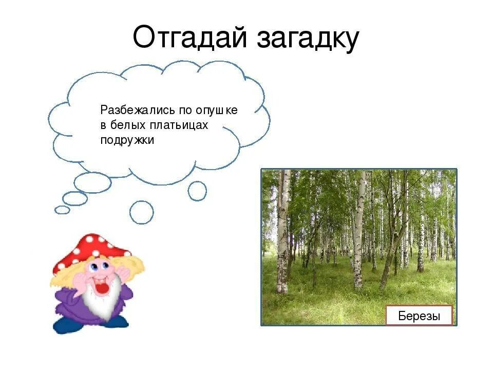 Загадка про березу. Загадка про березу для детей. Загадка про березку. Загадки про березу для дошкольников. Загадка со словом природа