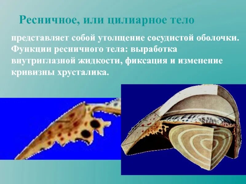 Оболочка ресничных