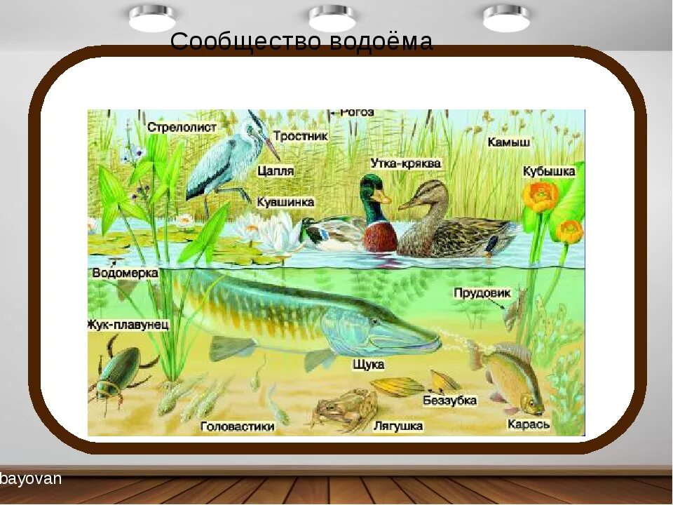 Сообщество озеро 3 класс. Обитатели водоемов. Природное сообщество водоем. Обитатели водоемов для детей. Экосистема водоема.