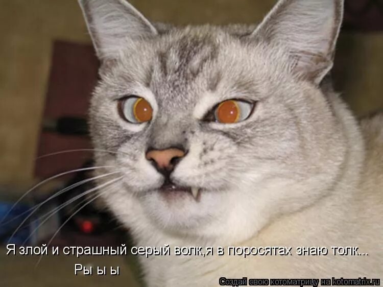 Женщина на работе. Усталая женщина. Злая после работы. Ужасное утро. Собака устала.