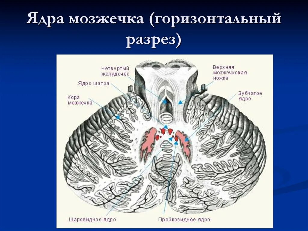 Какие ядра в черепных нервах. Мозжечок черепно мозговые нервы. Черепные нервы мозжечка. Ядра ЧМН мозжечка. Ядра черепных нервов мозжечка.