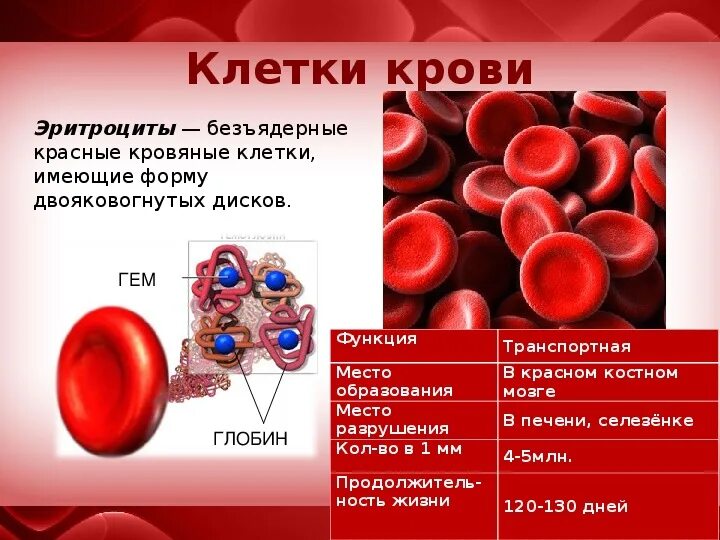 Эритроциты что это. Строение и функции клеток крови. Состав крови функции клеток крови. Состав крови эритроциты функции таблица. Строение лейкоцитов в крови человека биология 8 класс.