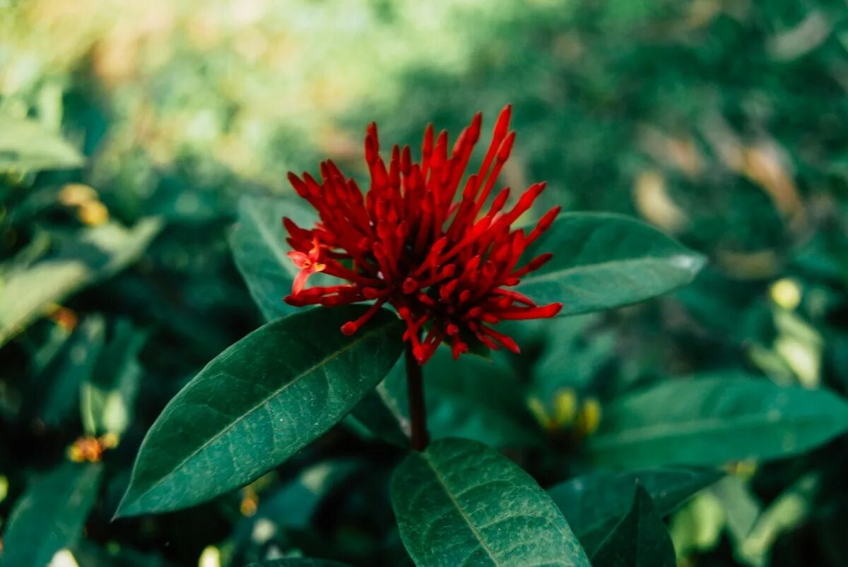 Иксора цветок. Dahlia coccinea. Красные растения. Красные Дикие цветы. Red plant