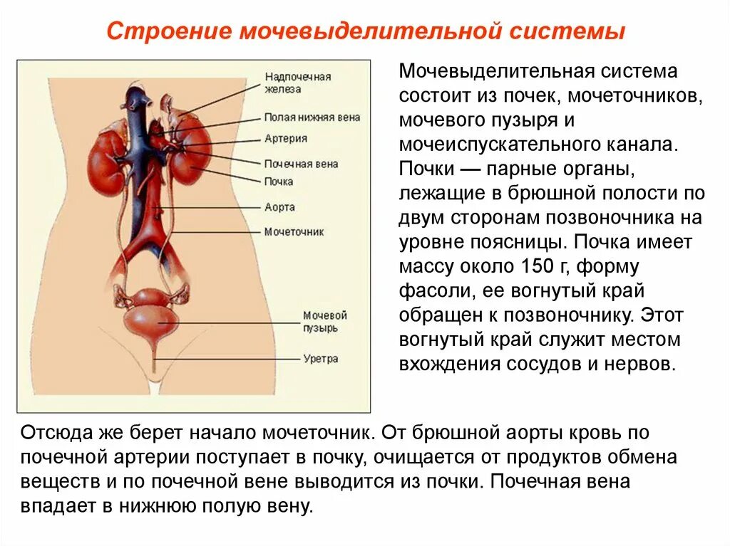 Мочеточник какая система органов