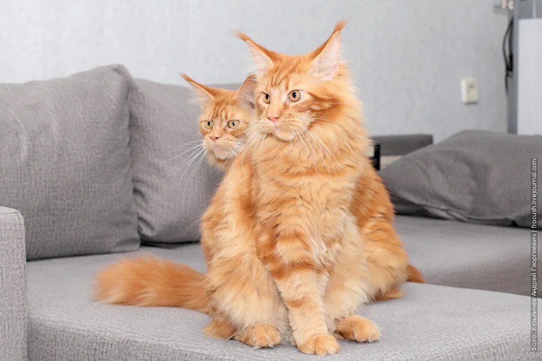 Порода мейн кун мейн кун. Порода котов мейн кун. Мейкун. Плюсы мейн кунов. Американский мейн кун.