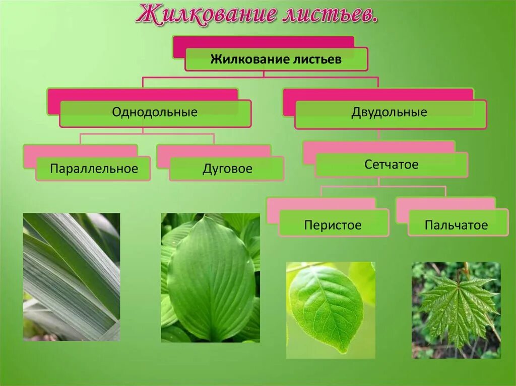 Сетчатое жилкование листьев какие растения